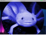 Axolotl’s are cool