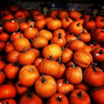PumpkinSpiceRoblox!