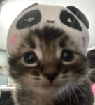 RAT ~ GYMNASTICS + KITTY ARMY