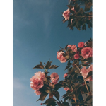 vanilla flowers
