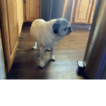 Puppy pug’s