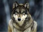 Wolf Clan (WC)