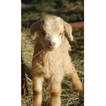 Goat land club