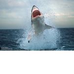 Sharks Fandom