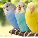 Cockatiel/Bird fan club