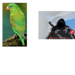 The Official Bird bedwars clan group