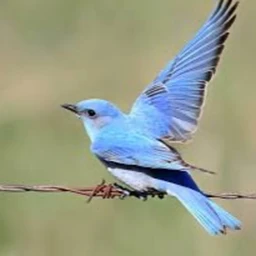 internet bird icon