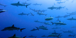 Shark Fandom Club!