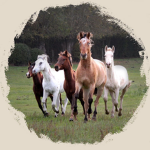 La team des chevaux