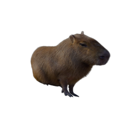 capybara hangout 2.0