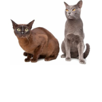 The Cat Boiz