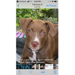 We heart Pitbulls