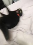 El gato fan reeeeee