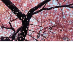 ~Blossom Shop~