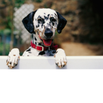 friendly Dogs
