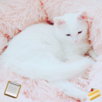 ..• [ CrazyClan Apps ! ] •..