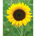 #TheSunflowerSquad
