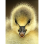 DuckyFanGroup