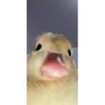 MileySquad
