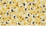 ~Doge Clan~
