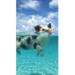 Tropical Piggies!