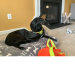 Funnydogpicturegroup