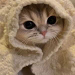 (¢) мσηєу (¢)