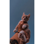 Niki's meow people