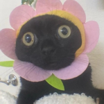 jinx the cat fan group