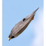peregrine falcon