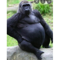 Gorilla Cafe