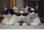 Freee groupo