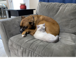 Pet People 1234