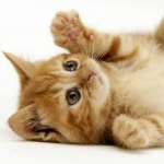 CAT CLAWS