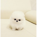 pom pom