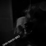 Non-nice dog