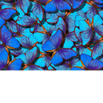 Butterflies butterflies butterflies butterflies