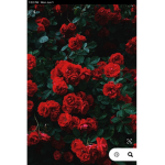 Roses are red group