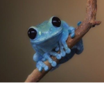 Cute Frogos