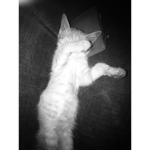 Mimis"freinds*