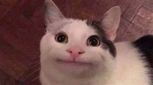 all hail polite cat