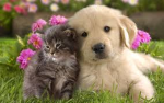 pets =)