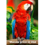 THE MACAWS