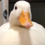 DucksMoon