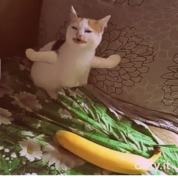 cat and banana obby