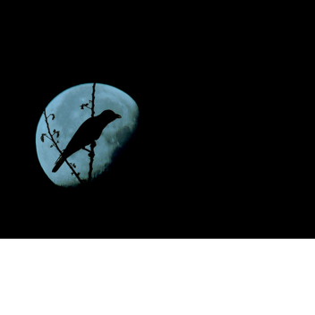 Crow's Nest