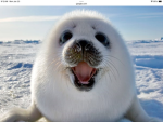 SEAL!!!!!!!!!!!!