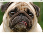 i The pug army !
