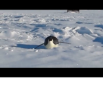 cat AND PENGUINS HANG OUT