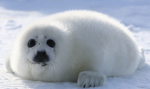 GAMER SEALS ARE COOL